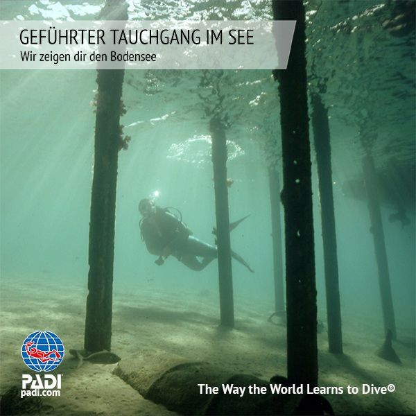 Sunshine Divers - Tauchen am Bodensee - geführter Tauchgang