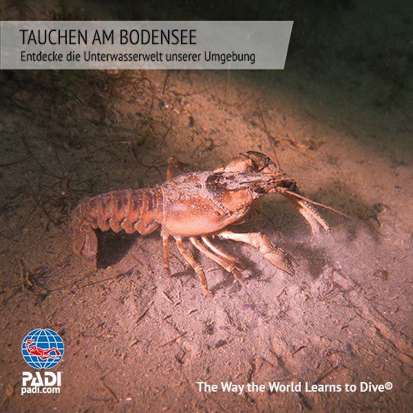 Sunshine Divers - Tauchen am Bodensee - unsere Tauchgruppe