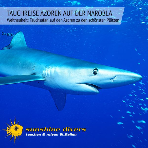 Sunshine Divers St.Gallen - Gruppenreise Azoren auf der Narobla