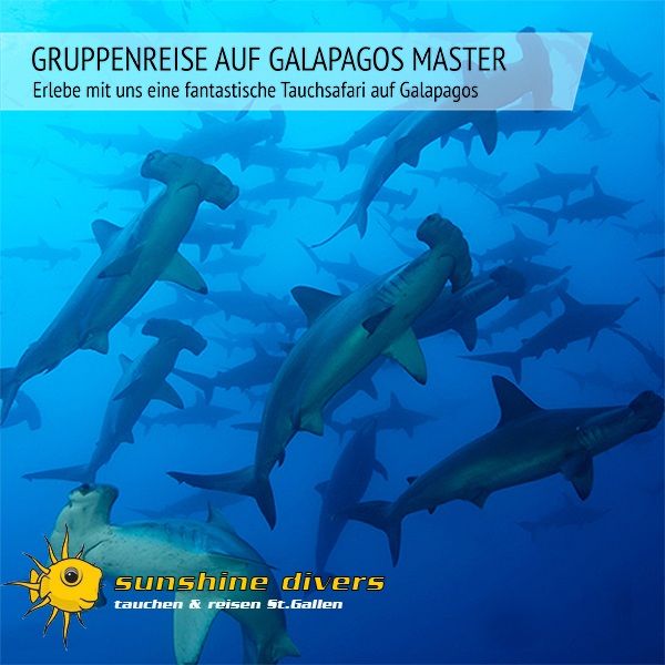 Sunshine Divers St.Gallen - Gruppenreise Galapagos auf der Galapagos Master