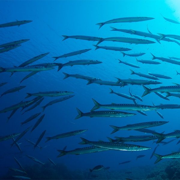 Gruppenreise Tauchen Sardinien